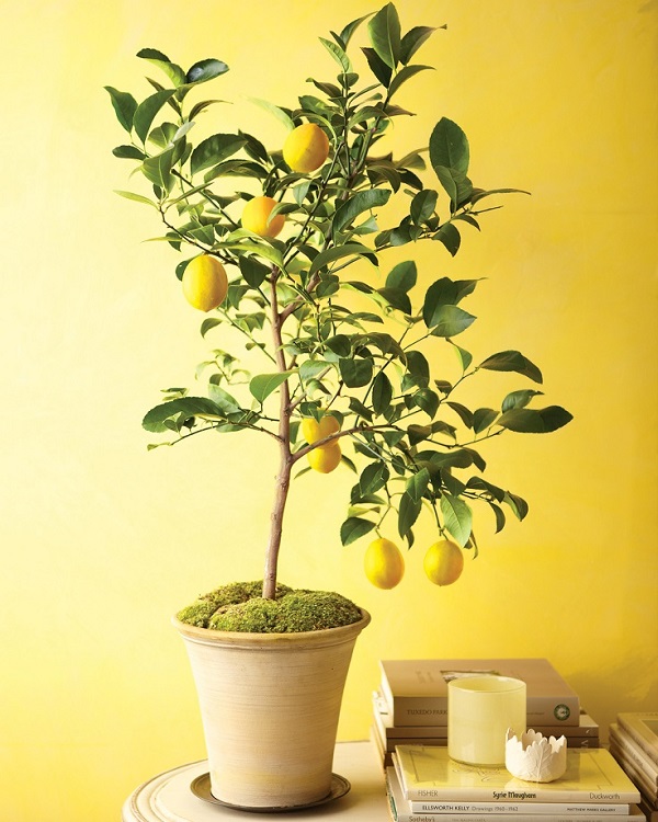 Evde Limon Yetiştirme