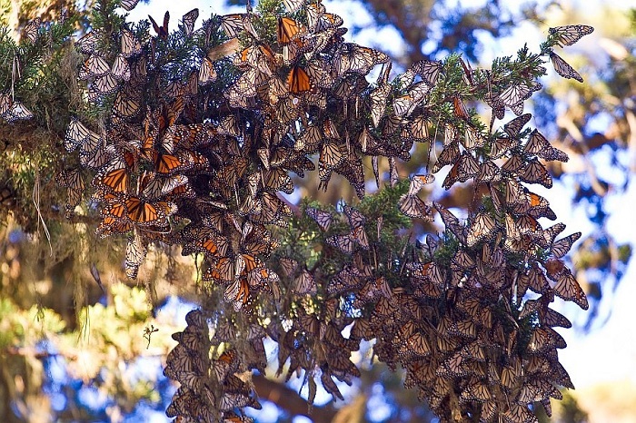 Monarch Kelebekleri