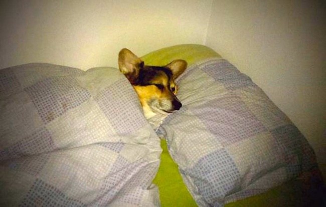 Yatakta ısınan köpek