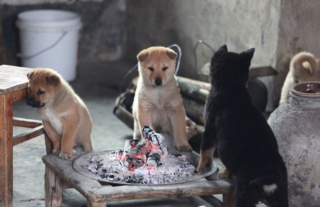ateşte ısınan yavru köpekler