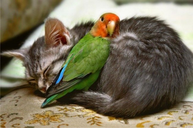 birbirini ısıtan kedi ve papağan