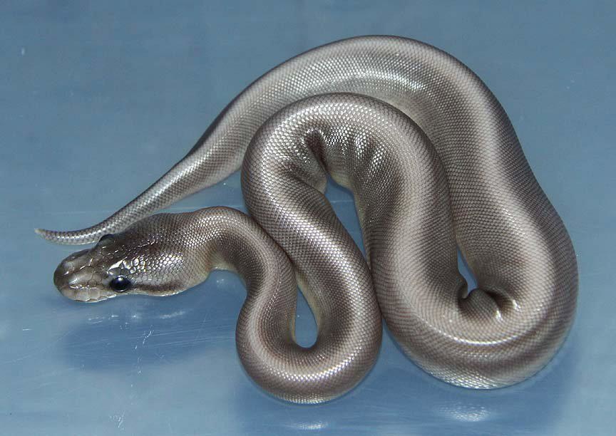 gümüş renkli piton yılanı