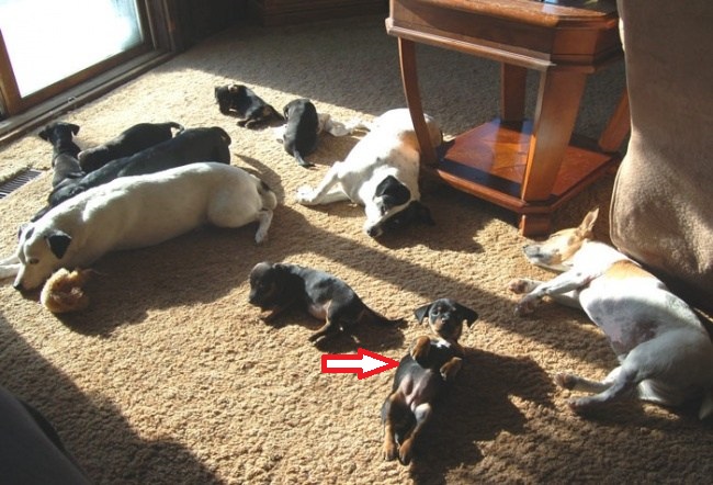 güneşte ısınan köpekler