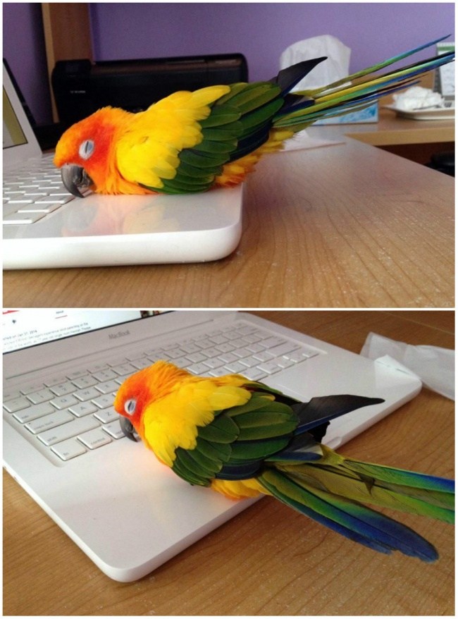 laptopta ısınan papağan