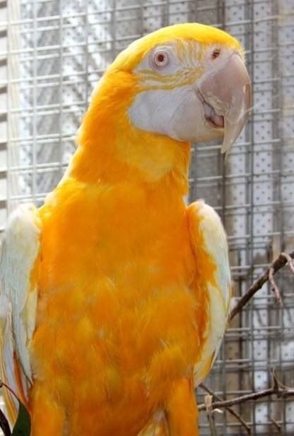 sarı macaw papağanı