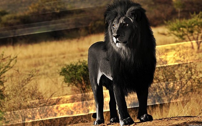 siyah aslan