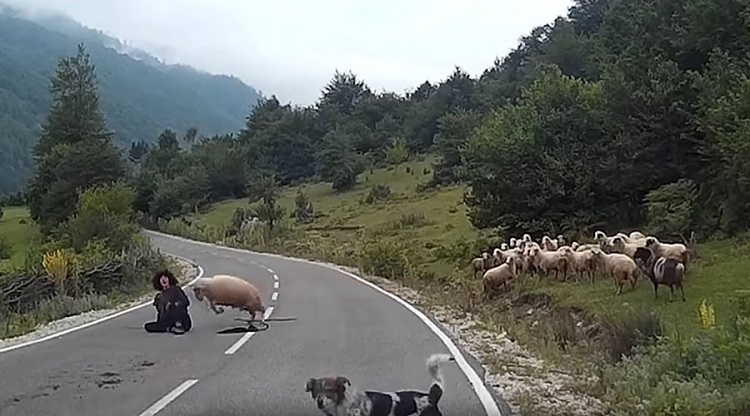 Çobana saldıran koyun