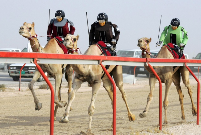 Dubai deve yarışları