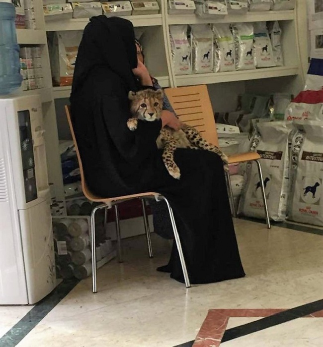 Dubai evcil yırtıcı kediler
