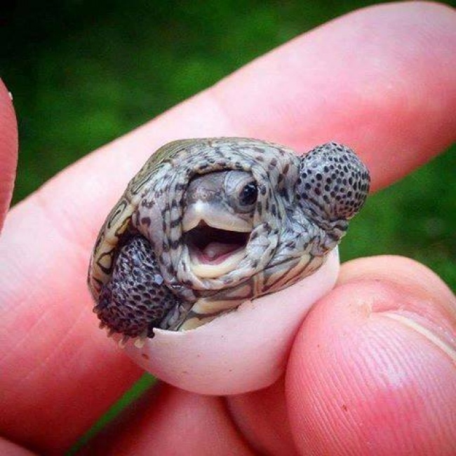 Yavru kaplumbağa