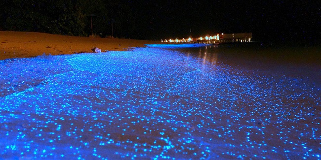 Maldivler Işık Denizi