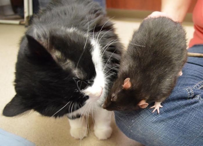kedi fare dostluğu