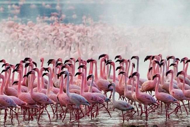 Kenya Flamingolar