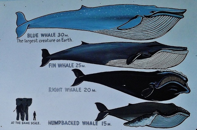 Mavi Balinalar ne kadar büyük