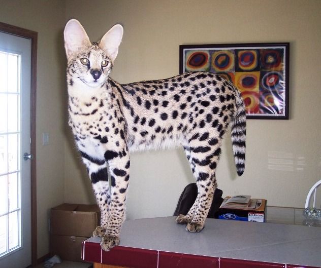 Serval kedisi
