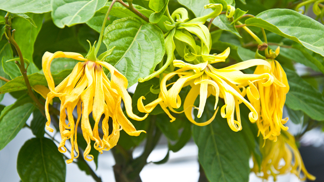 Ylang-Ylang flower on tree, for the manufacture of essential oil