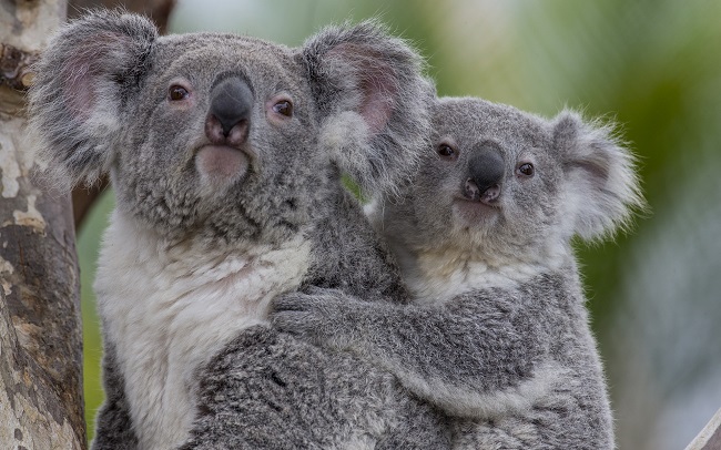 anne ve yavru koala