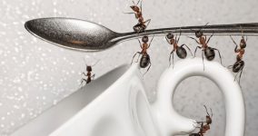 evdeki karıncalardan kurtulmanın yolları