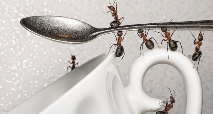 evdeki karıncalardan kurtulmanın yolları