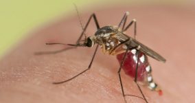 sivrisinekleri uzak tutmanın yolları