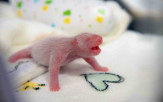 yeni doğmuş panda
