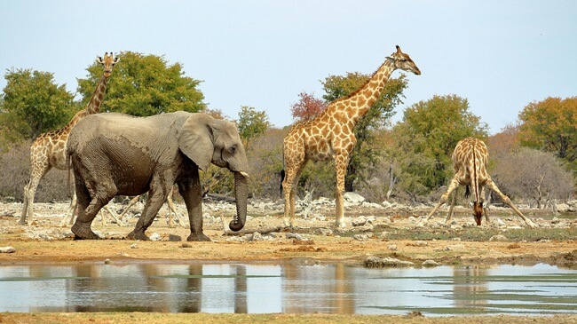 afrika filleri ve zürafalar